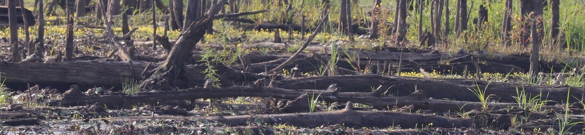 tanımsız küçük kumkuşu (Calidris sp.) - ML641986151