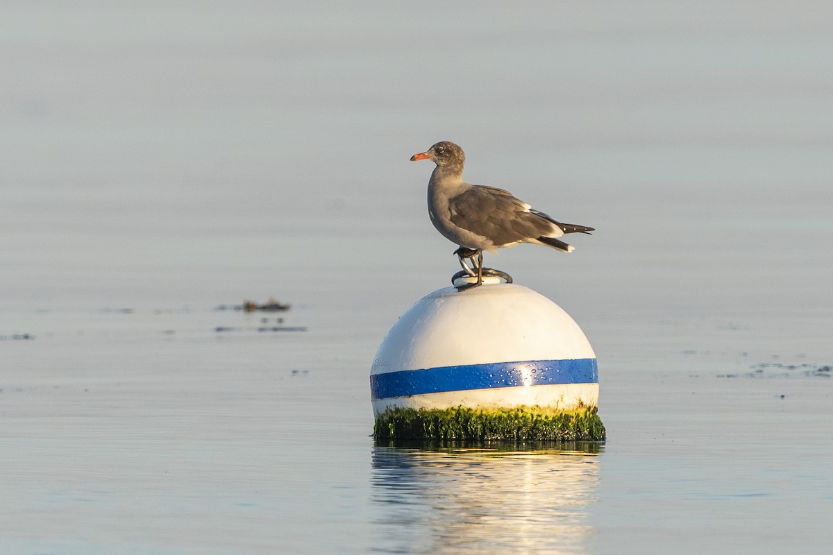 Heermann's Gull - ML641986157