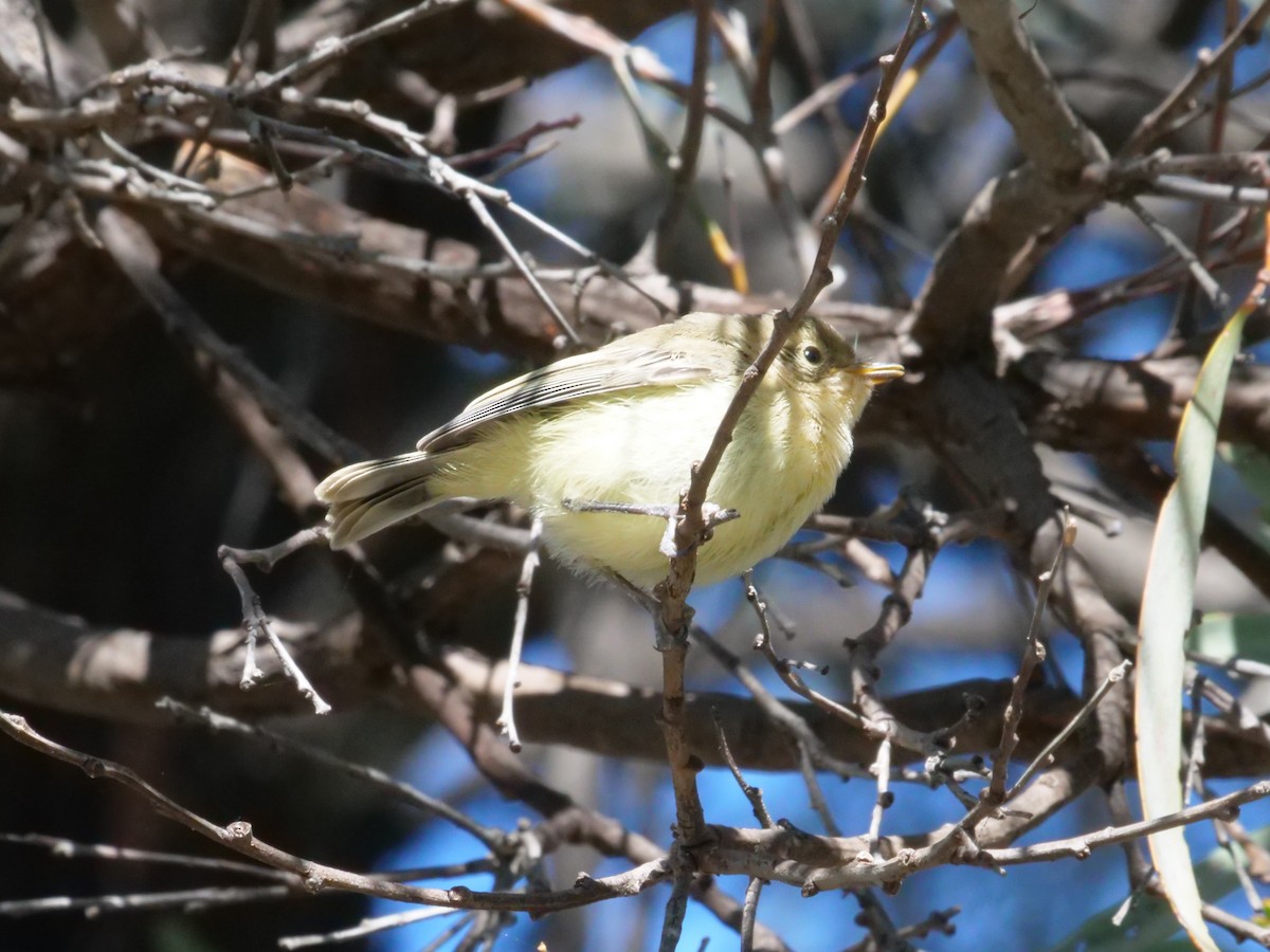 Yellow Thornbill - ML641986160