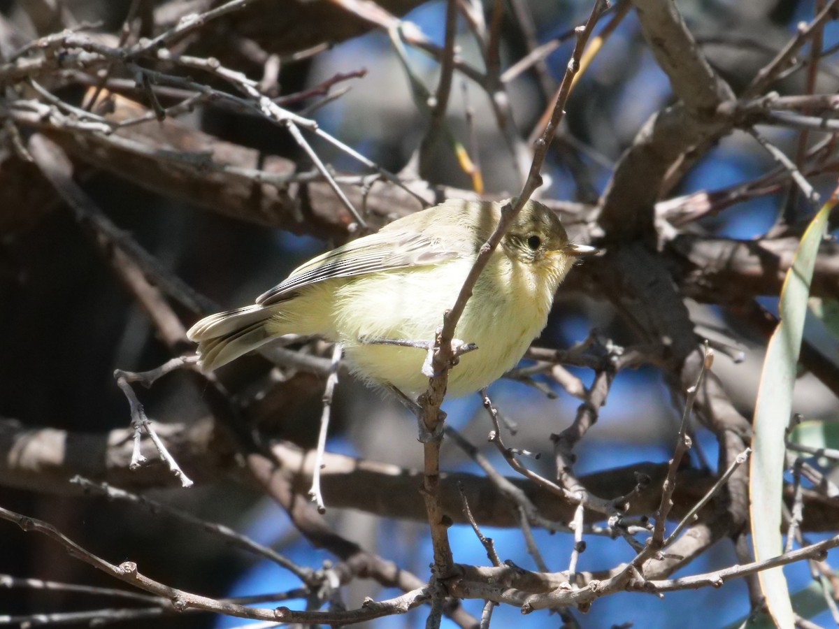 Yellow Thornbill - ML641986161