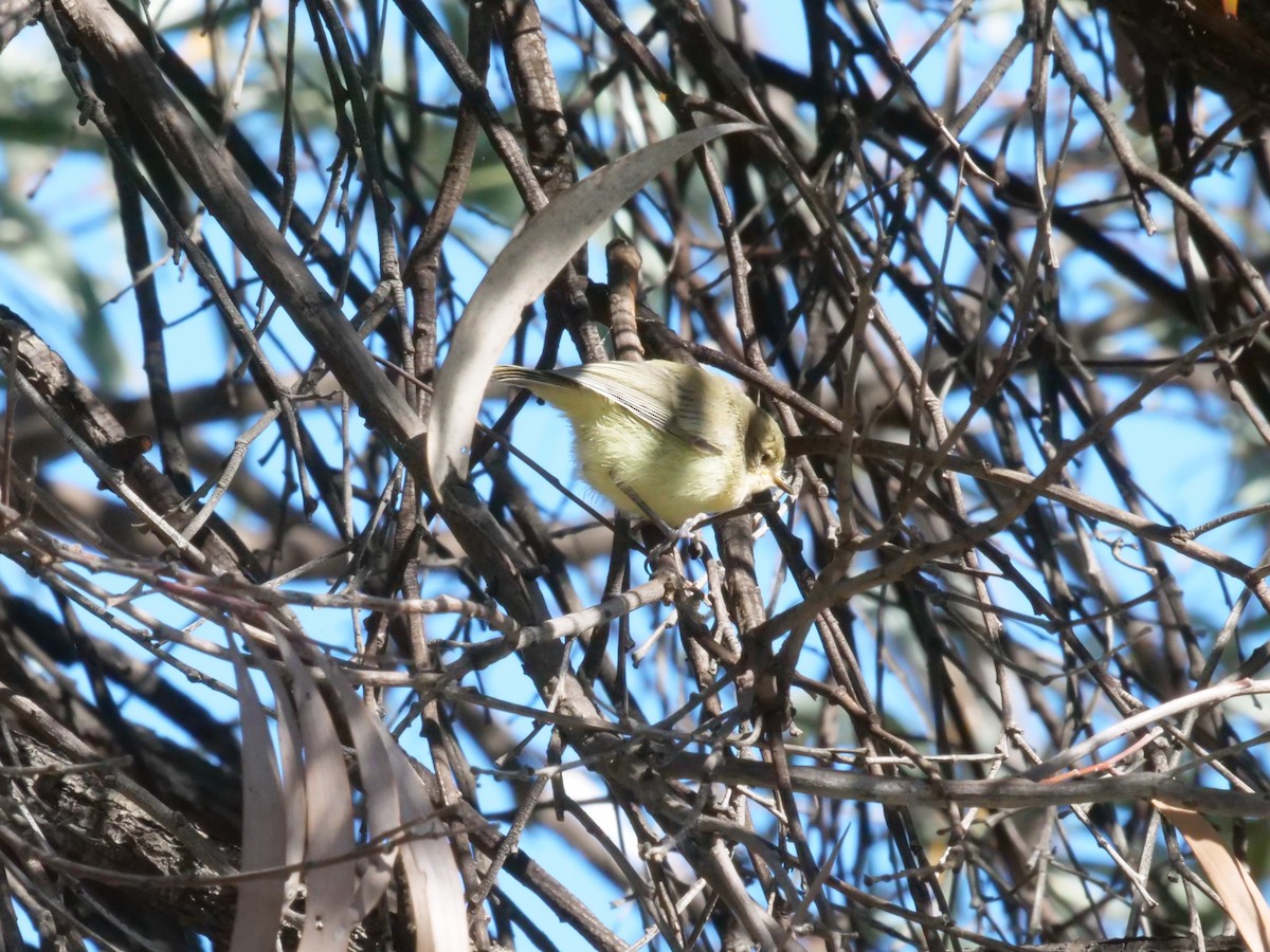 Yellow Thornbill - ML641986162