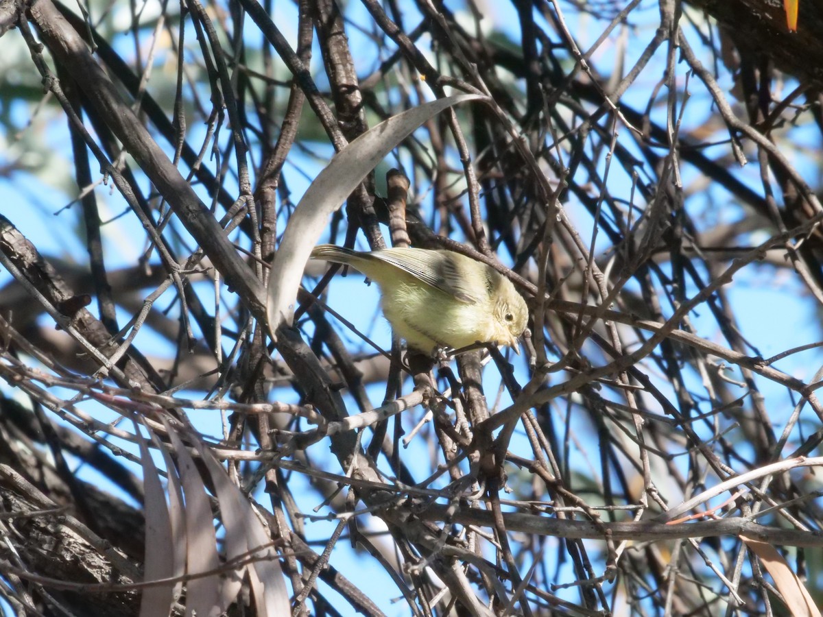 Yellow Thornbill - ML641986163