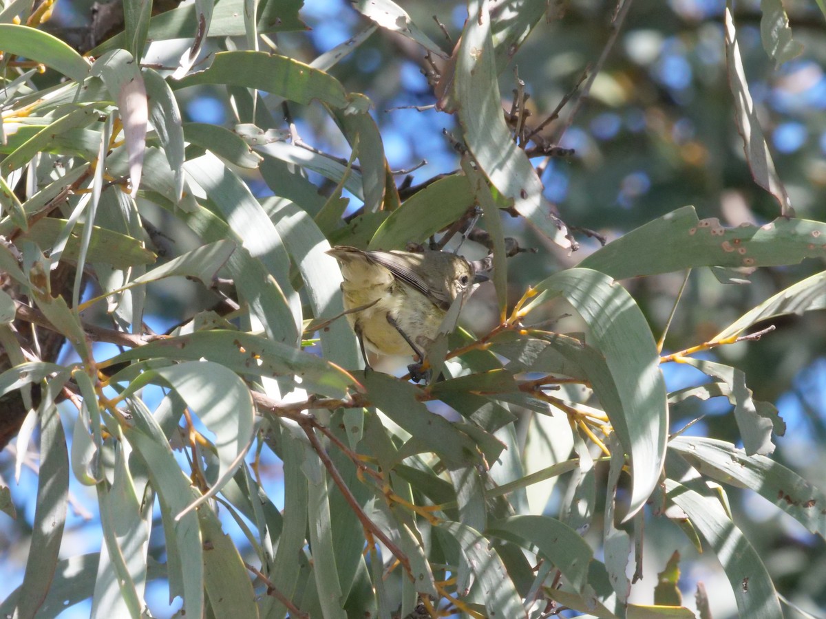 Yellow Thornbill - ML641986164