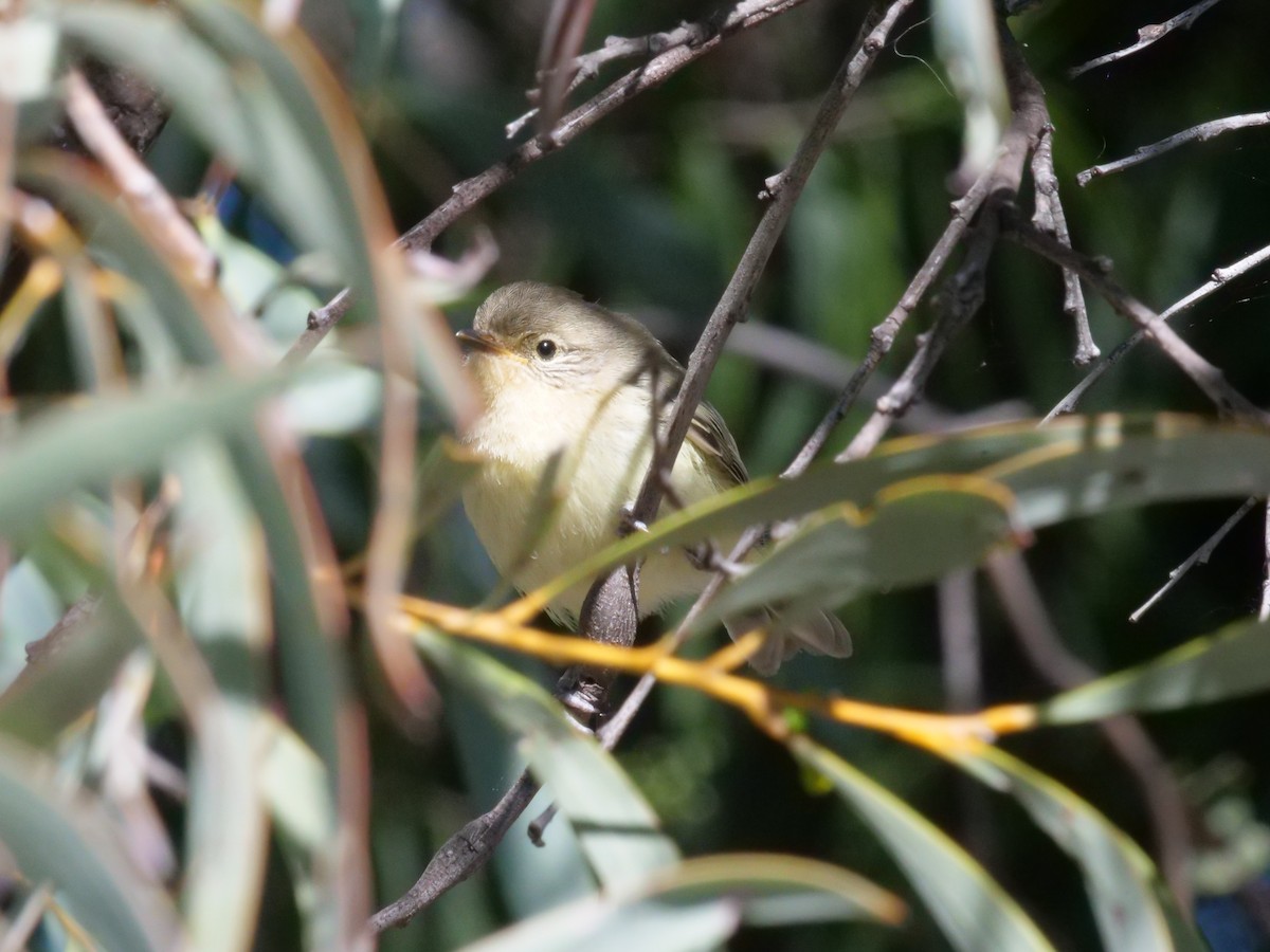 Yellow Thornbill - ML641986165