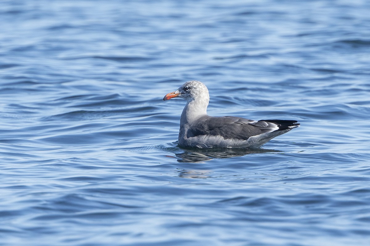 Heermann's Gull - ML641986166