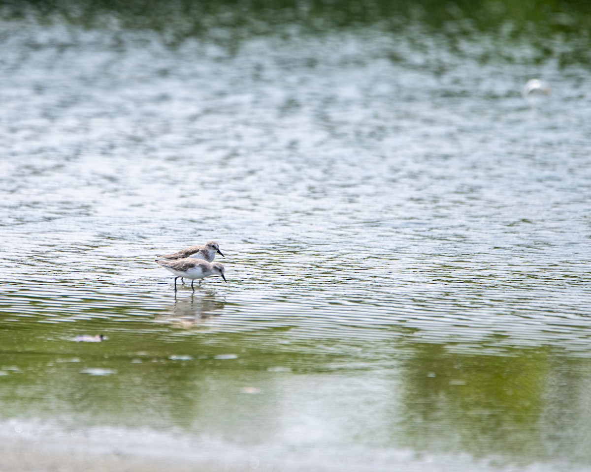 Semipalmated Sandpiper - ML641986185