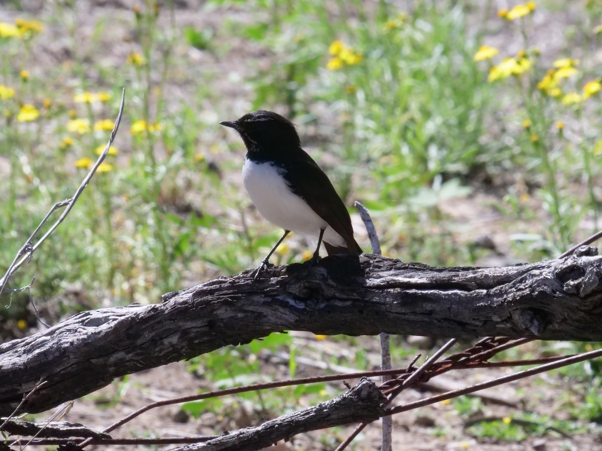 Willie-wagtail - ML641986198