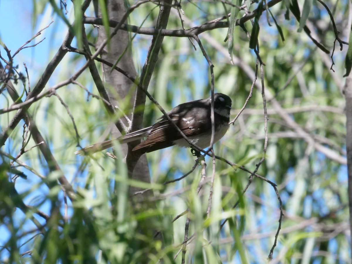 Gray Fantail - ML641986207