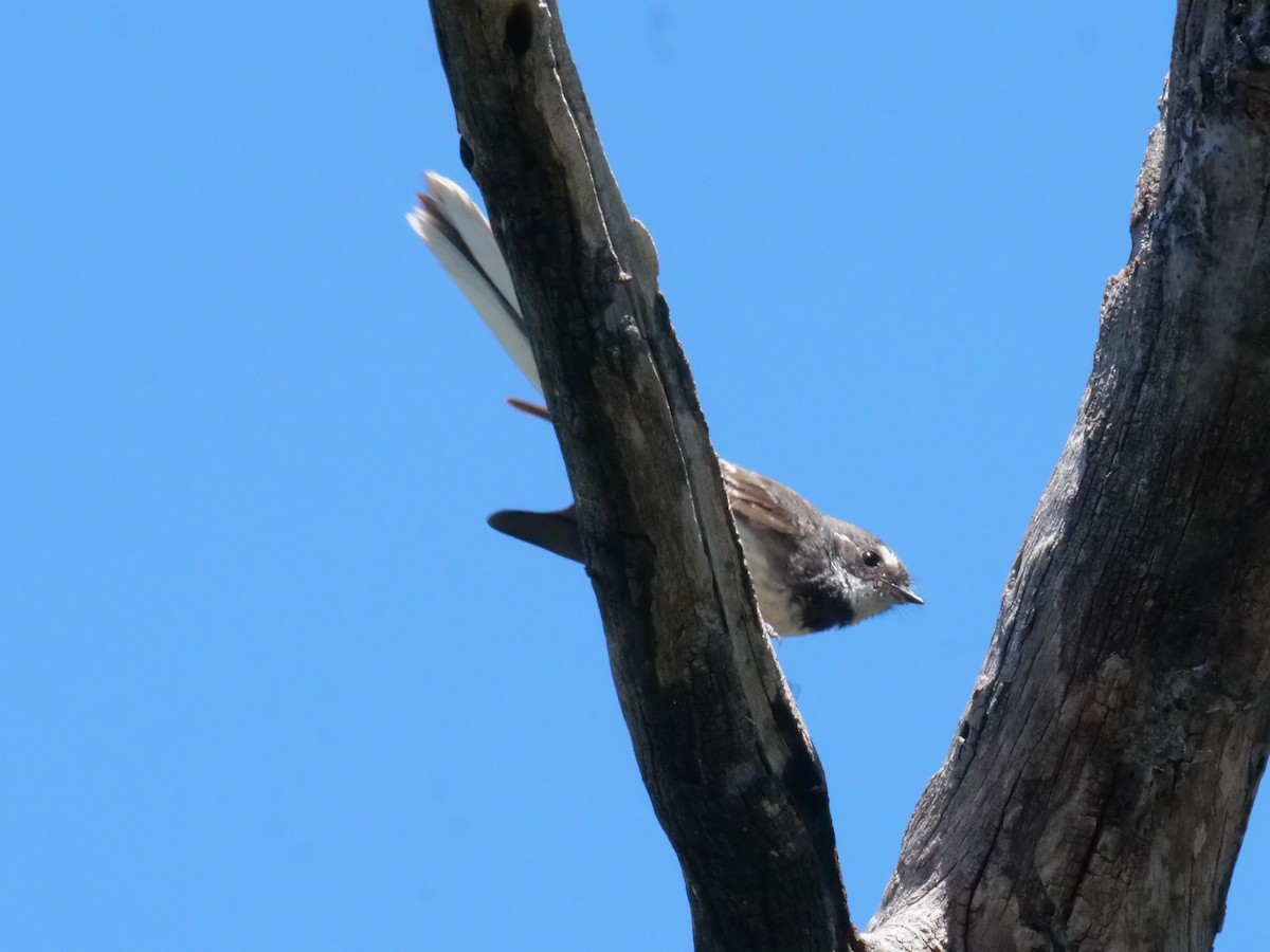 Gray Fantail - ML641986209