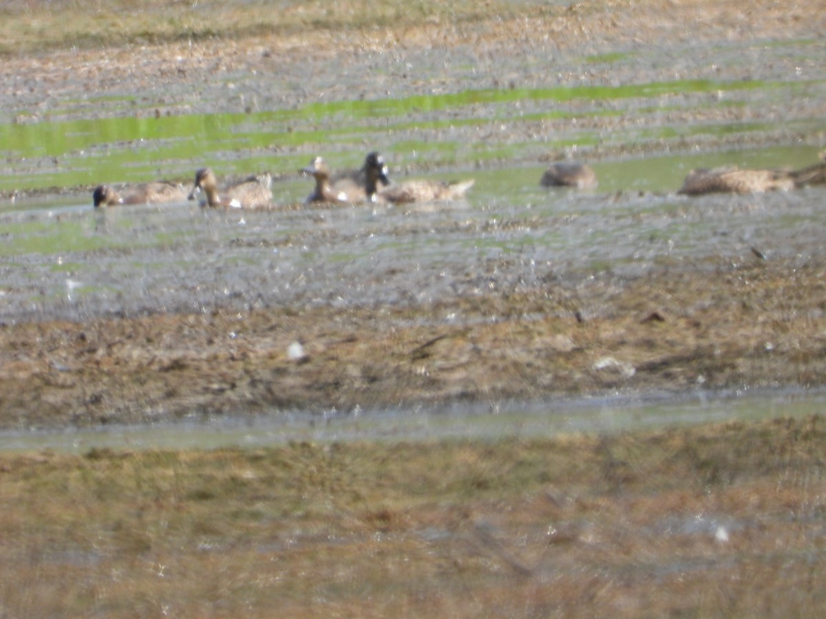 Blue-winged Teal - ML641986217