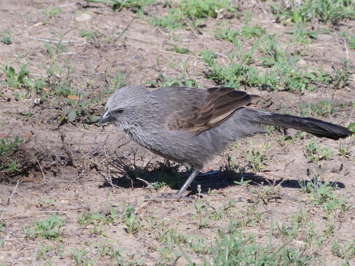 Apostlebird - ML641986230