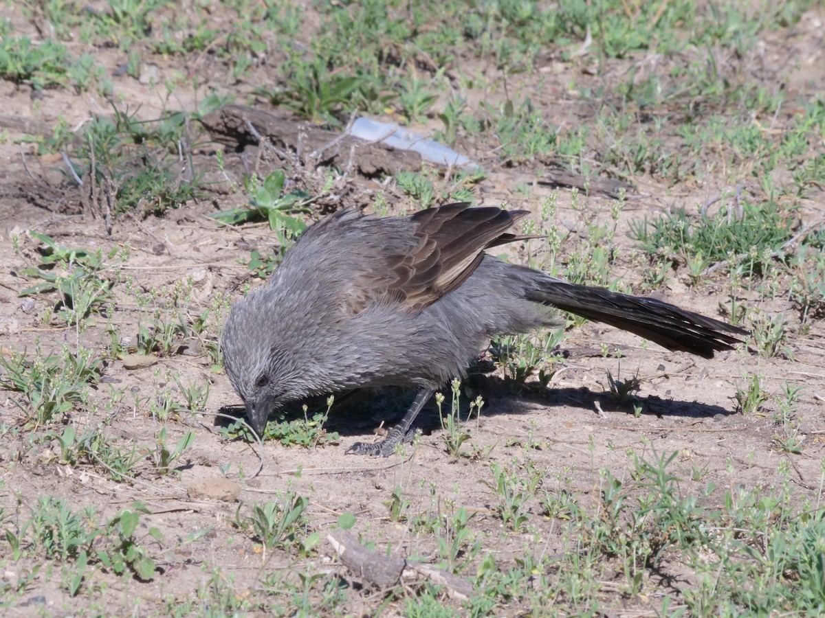 Apostlebird - ML641986231