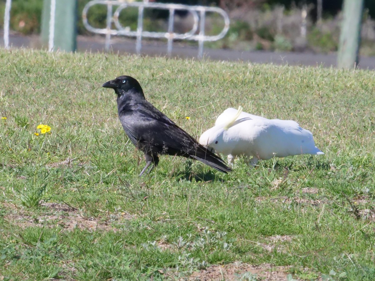 Torresian Crow - ML641986234