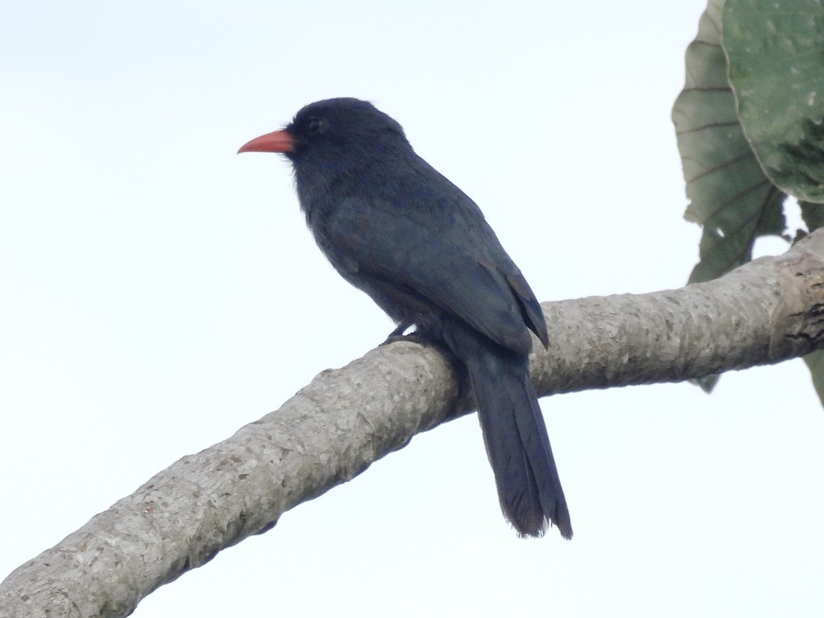 Black-fronted Nunbird - ML641986250