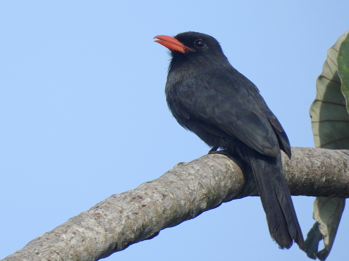 Black-fronted Nunbird - ML641986251