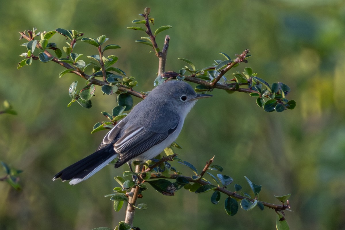 Blue-gray Gnatcatcher - ML641986252