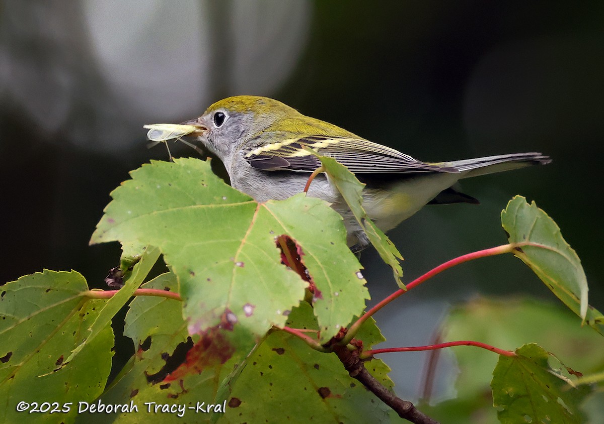 Chestnut-sided Warbler - ML641986254