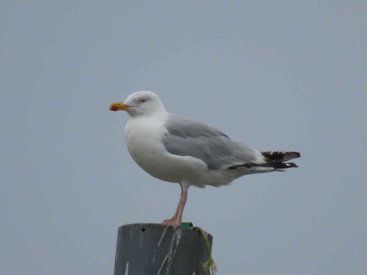 racek stříbřitý - ML641986255