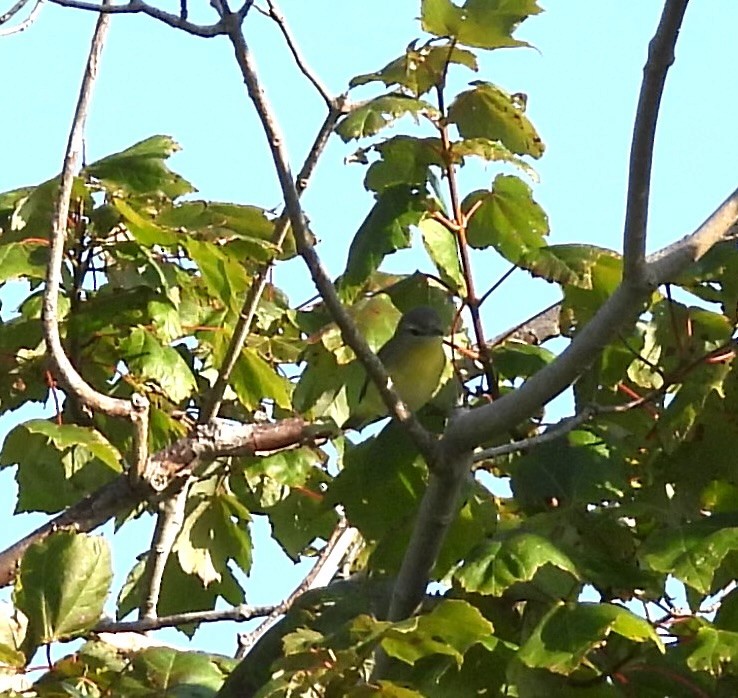 Philadelphia Vireo - ML641986263