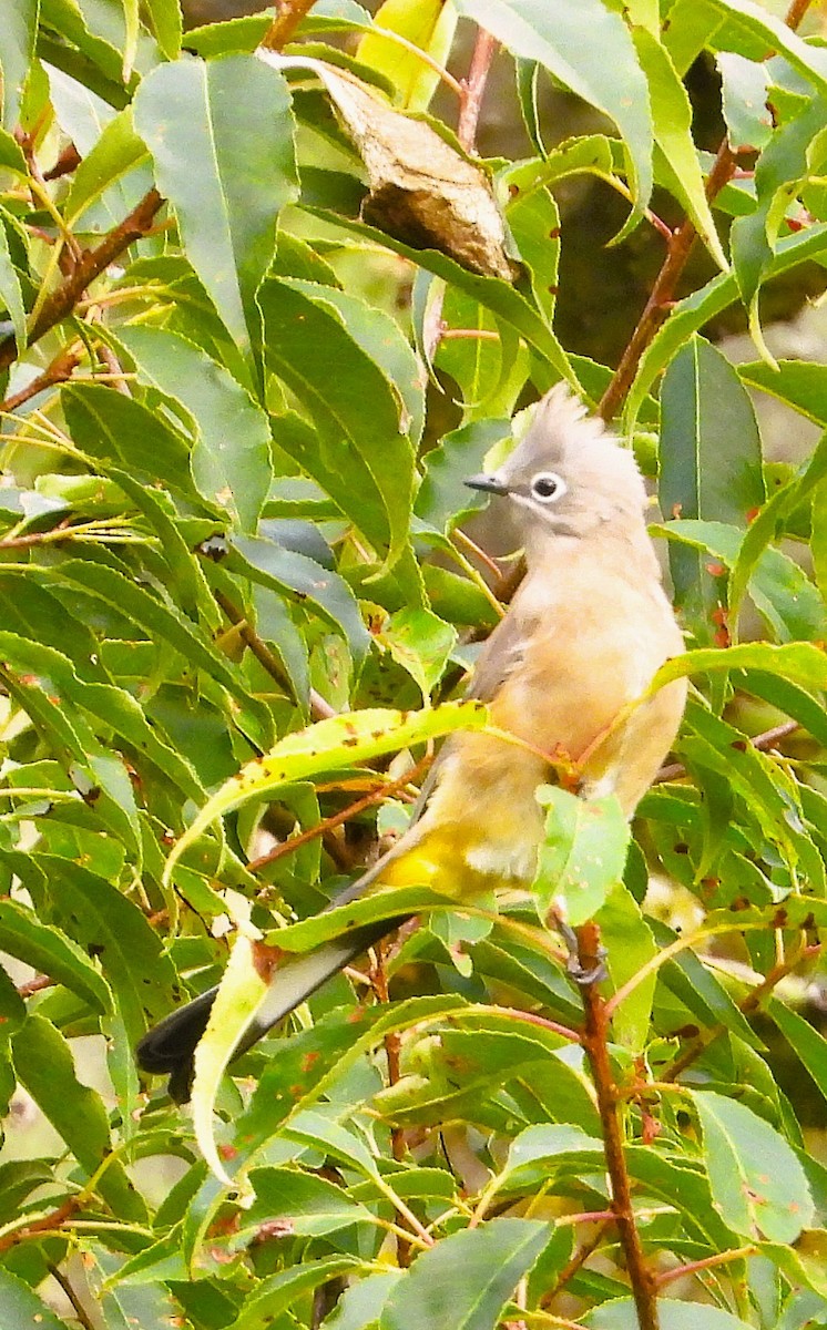 Gray Silky-flycatcher - ML641986267