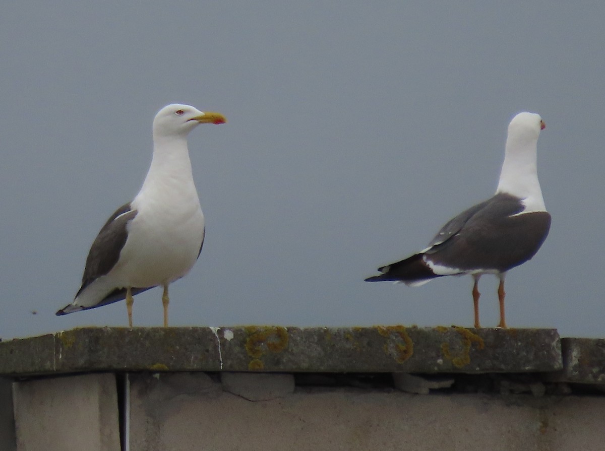 racek žlutonohý - ML641986268