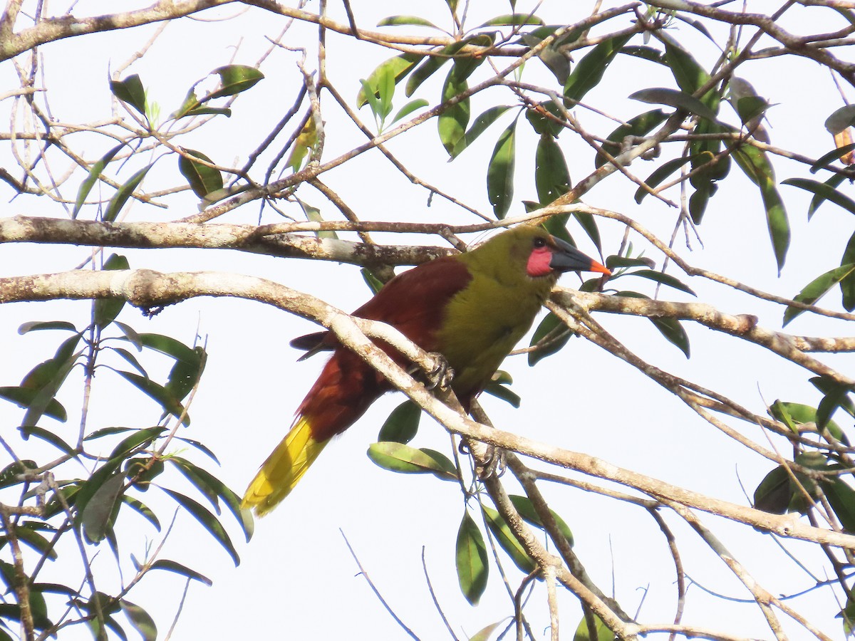 Olive Oropendola - ML641986273