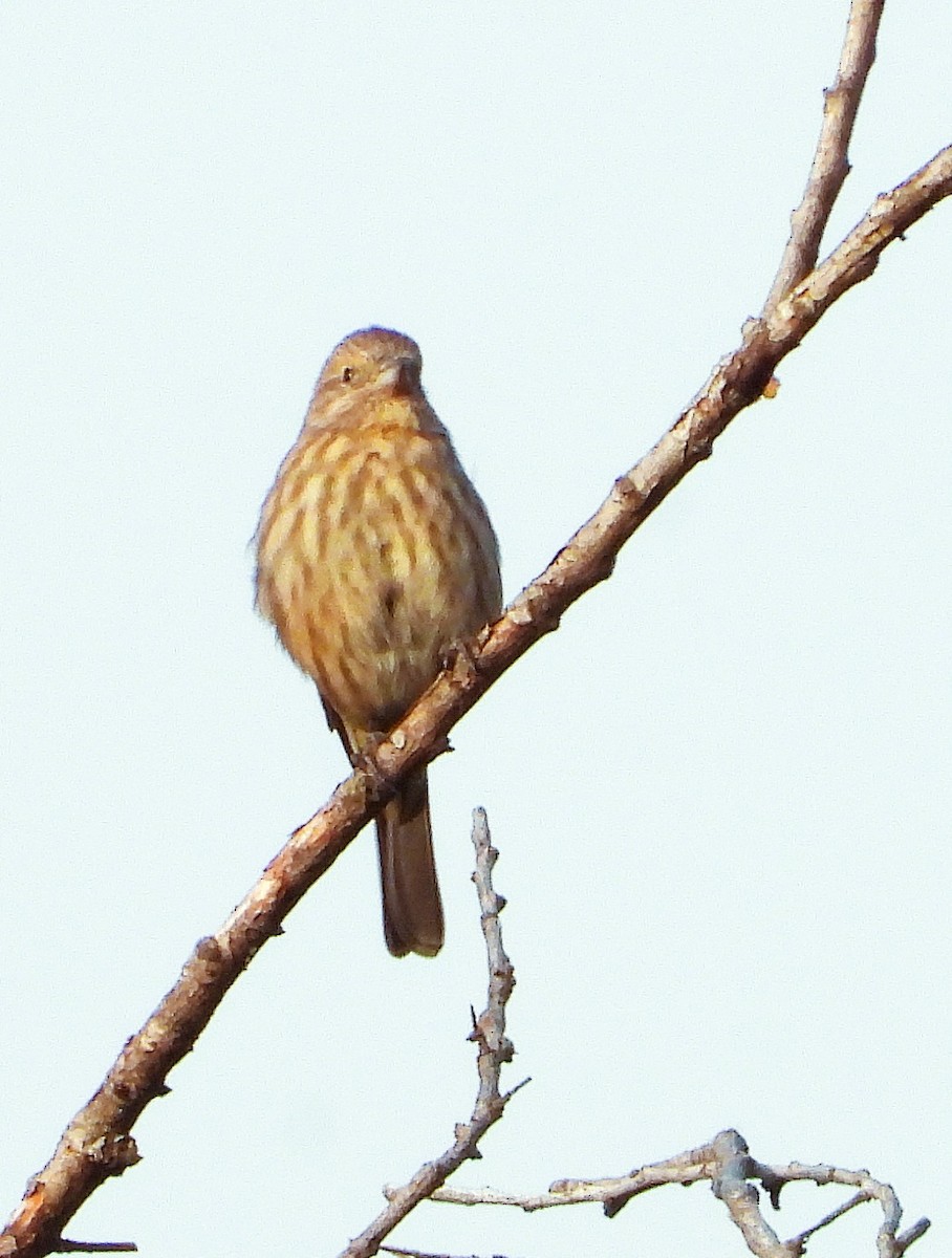 hýl rudoprsý - ML641986281