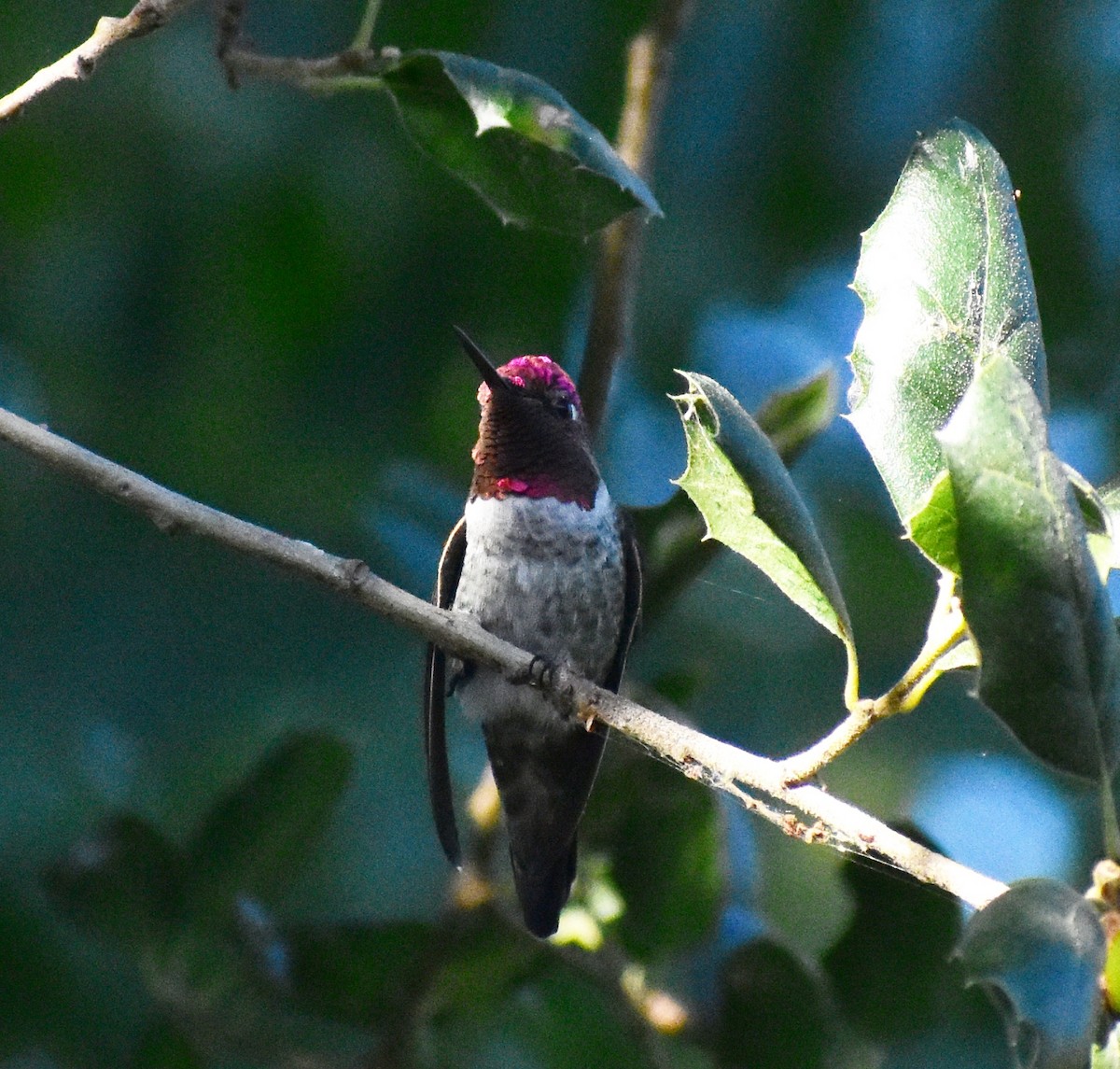 Colibri d'Anna - ML641986286