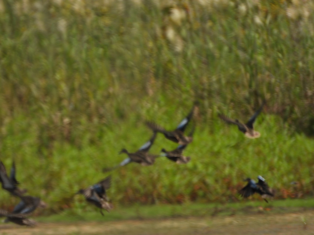 Sarcelle à ailes bleues - ML641986288