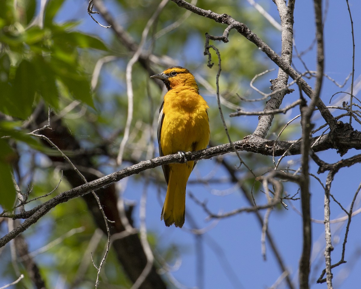 Oriole de Bullock - ML641986290