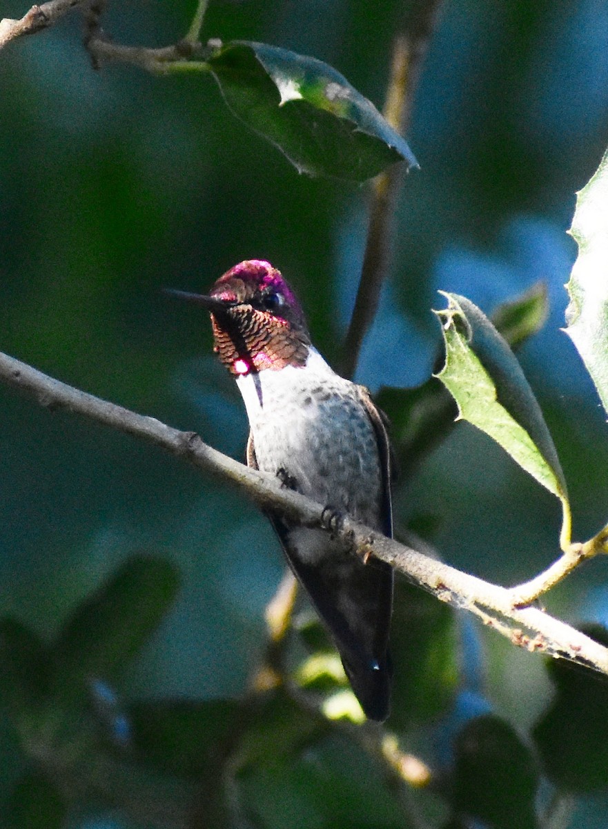 Colibri d'Anna - ML641986292