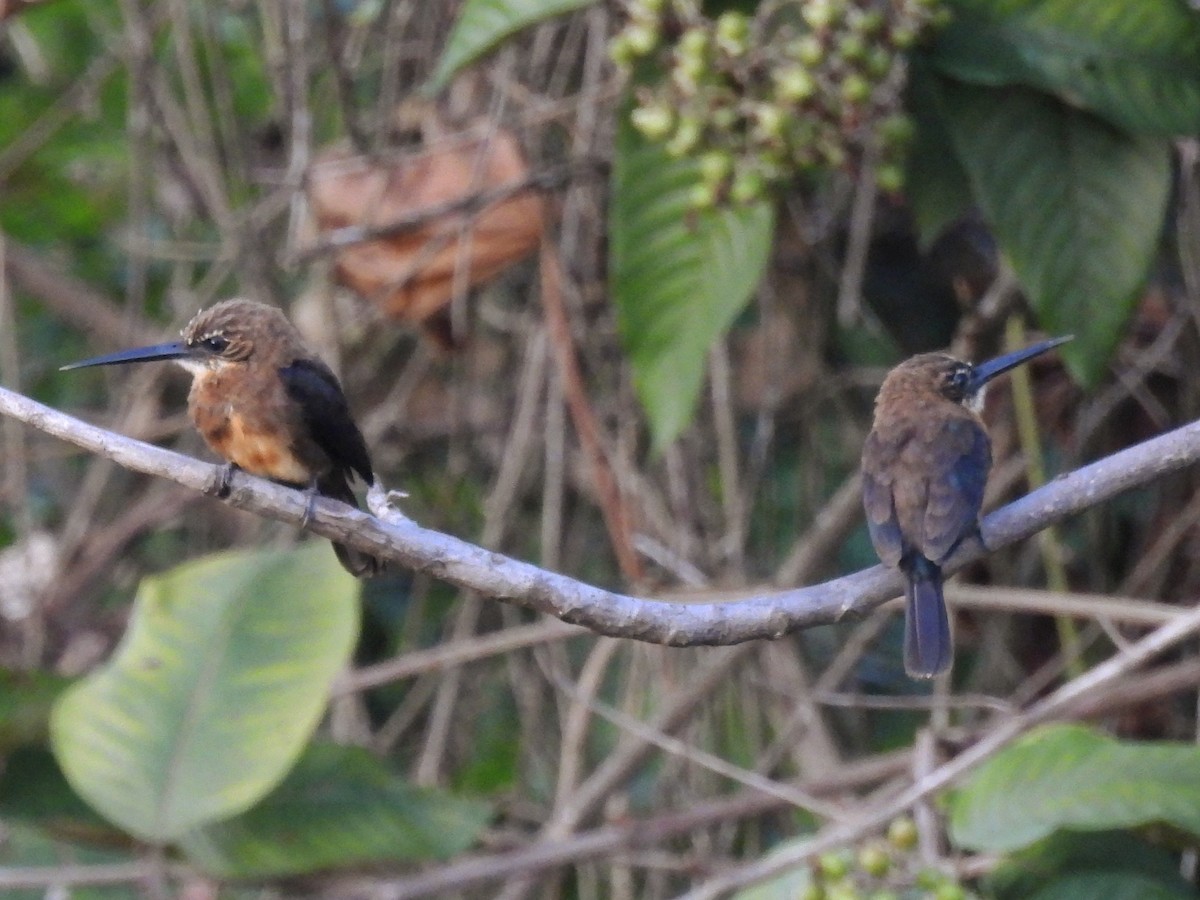 Jacamar brun - ML641986298