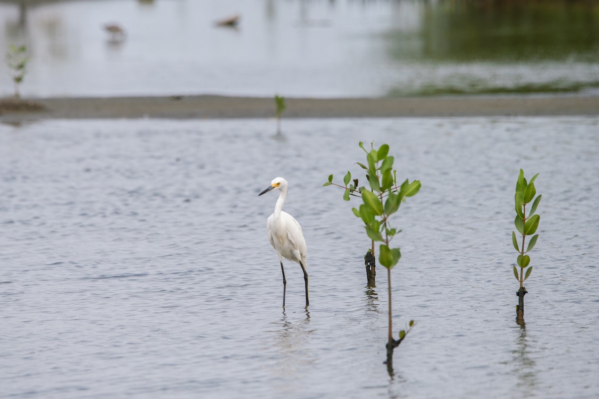 Aigrette neigeuse - ML641986306