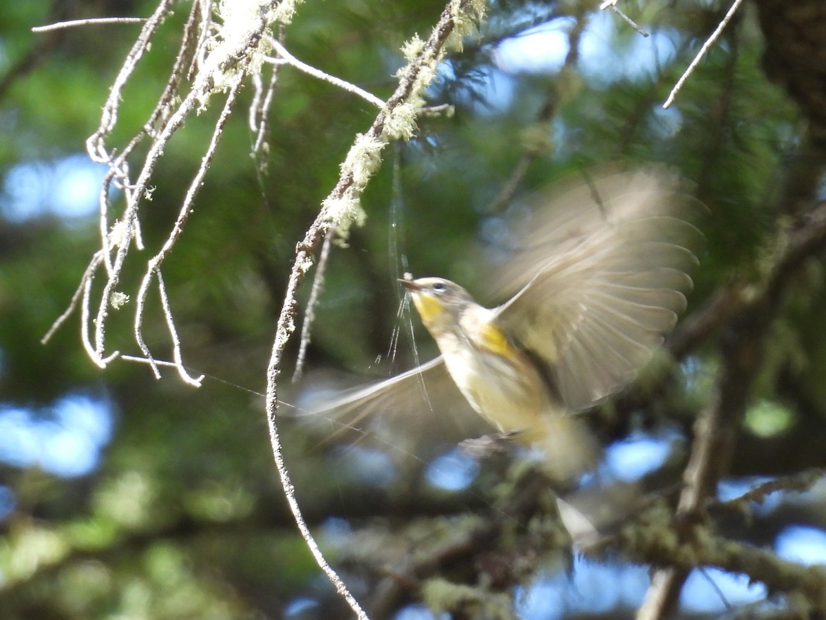 Paruline à croupion jaune - ML641986314