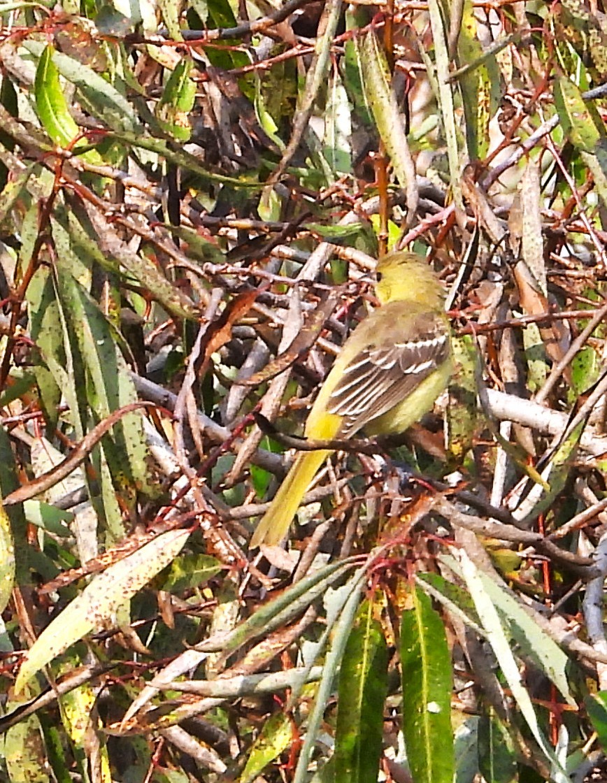 Orchard Oriole - ML641986361