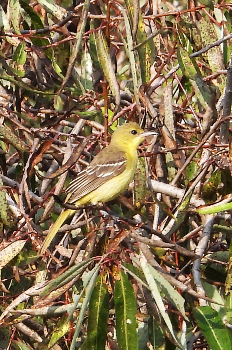 Orchard Oriole - ML641986362