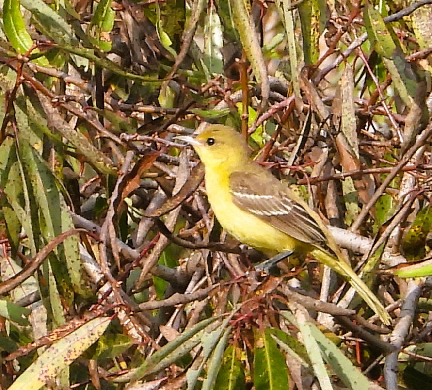 Orchard Oriole - ML641986363