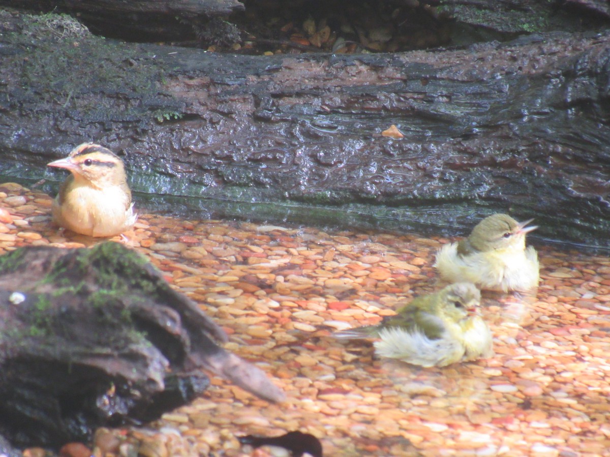 Tennessee Warbler - ML641986366
