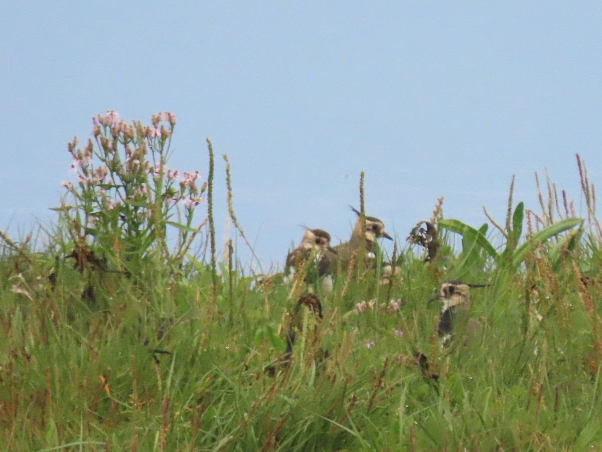 čejka chocholatá - ML641986370