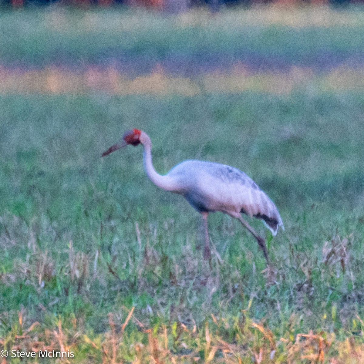 Brolga - ML641986399