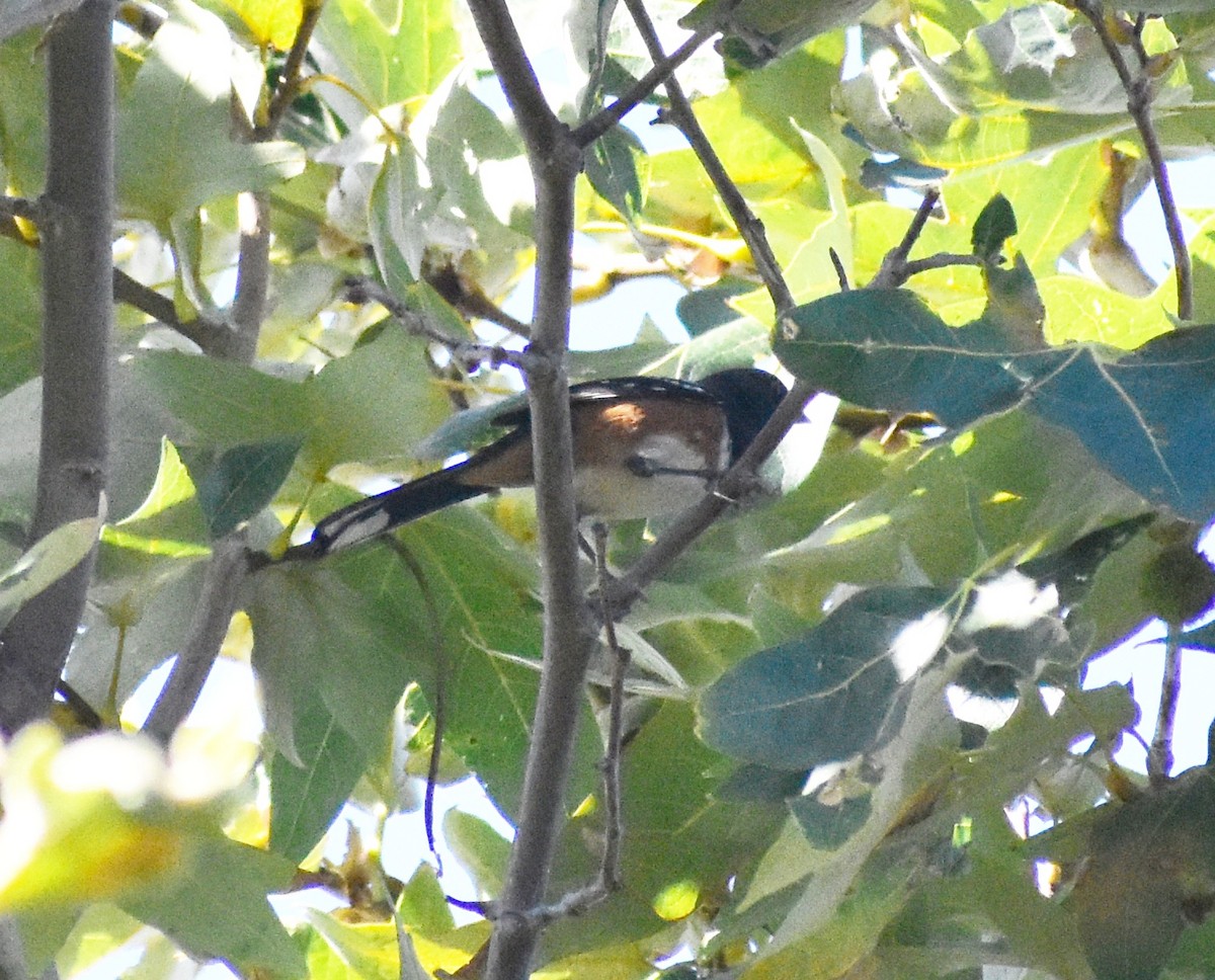 Spotted Towhee - ML641986400
