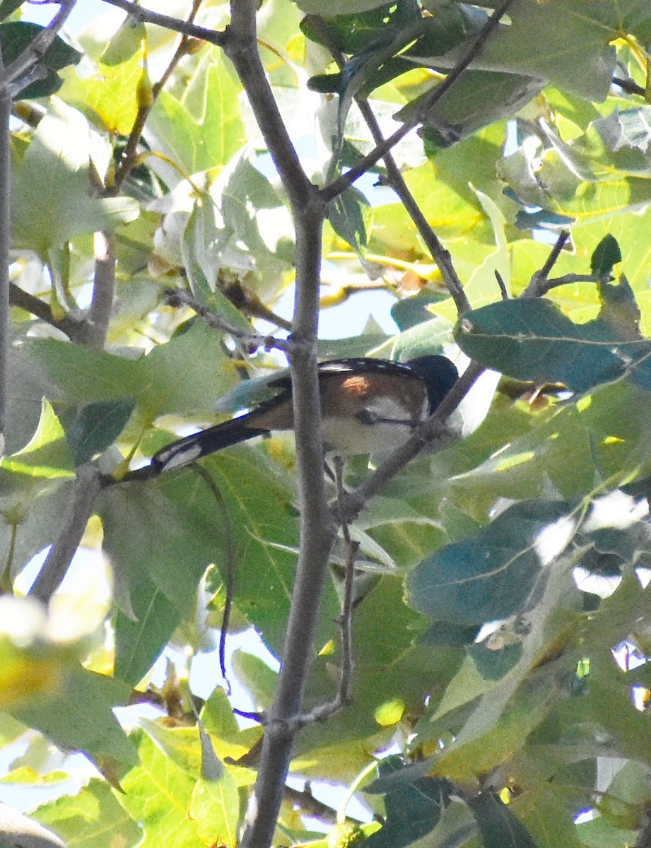 Spotted Towhee - ML641986422
