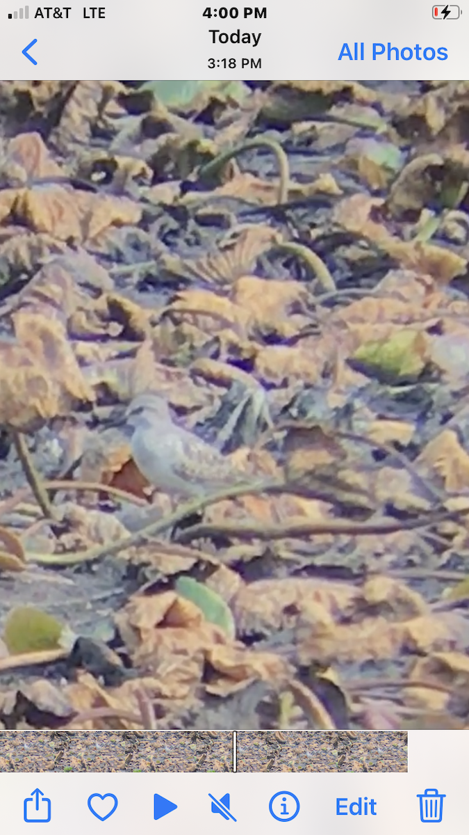 White-rumped Sandpiper - ML641986437