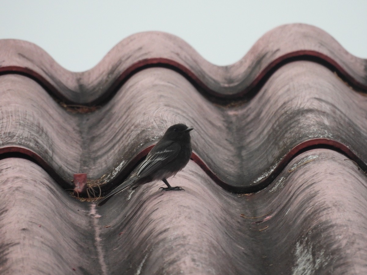 Black Phoebe - ML641986440