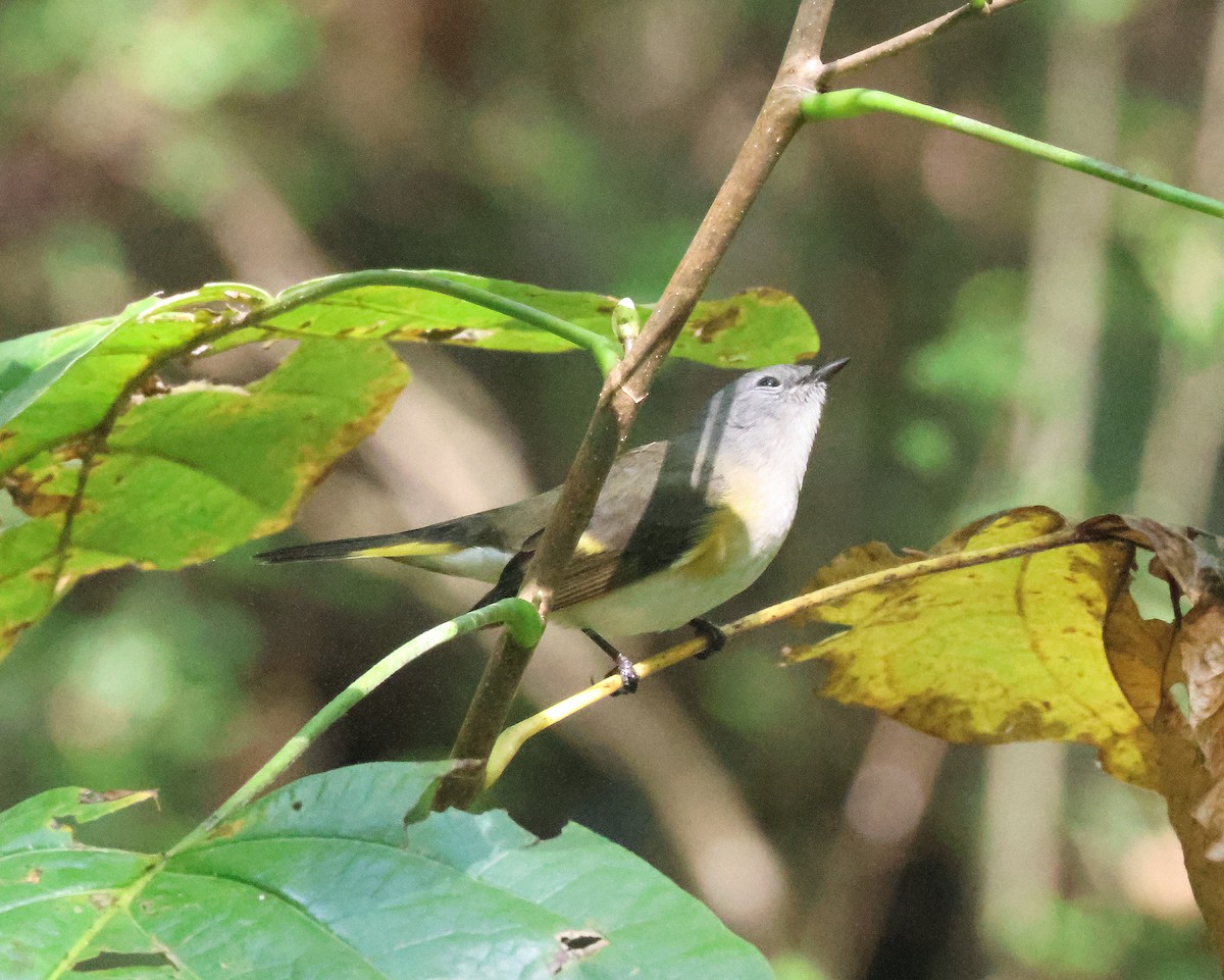 American Redstart - ML641986444