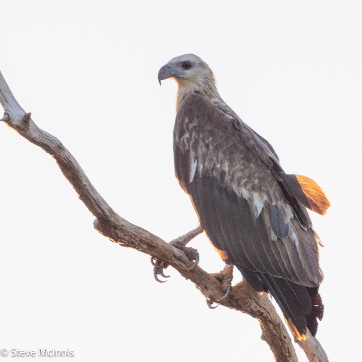White-bellied Sea-Eagle - ML641986450