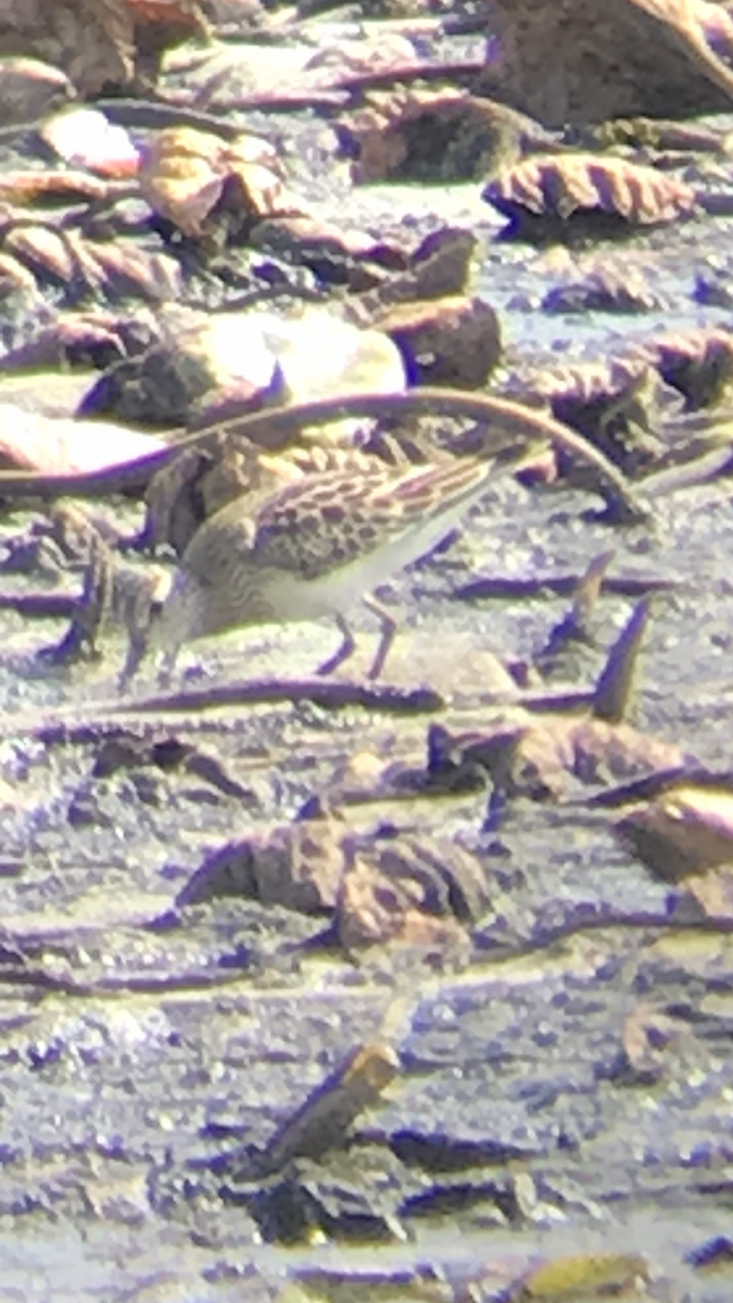 Pectoral Sandpiper - ML641986456