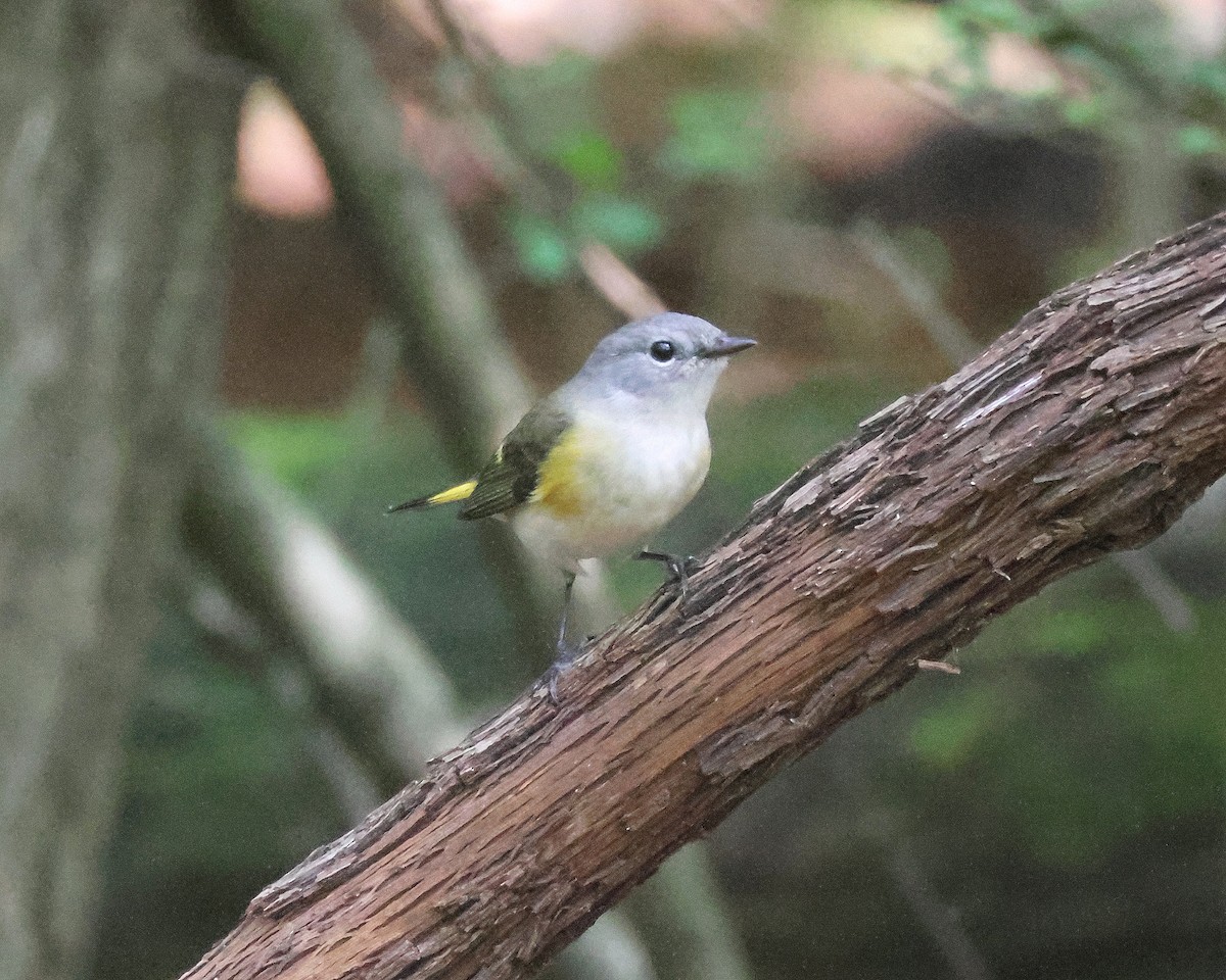American Redstart - ML641986464