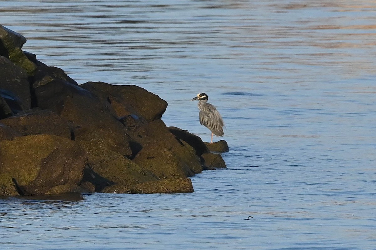Yellow-crowned Night Heron - ML641986468