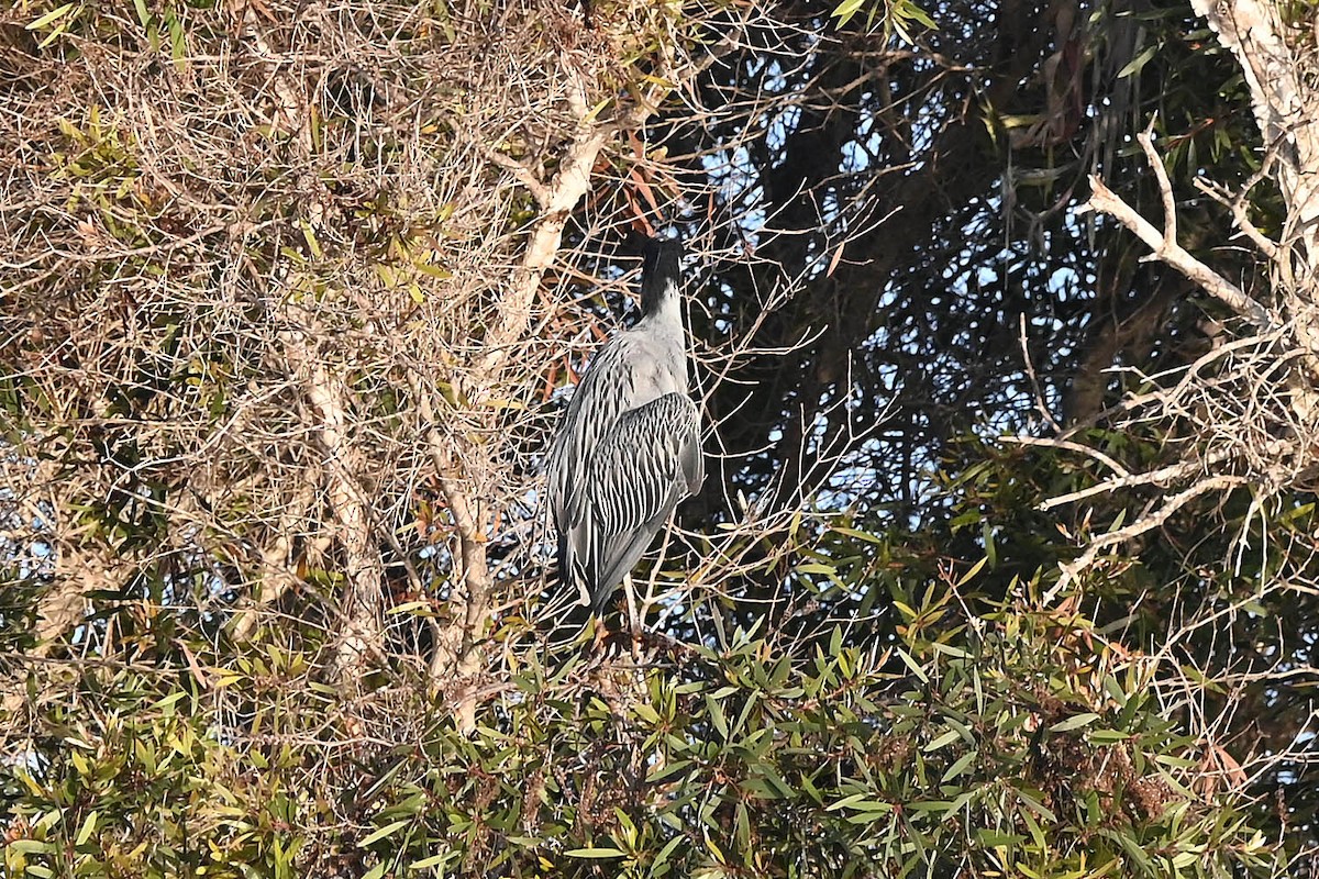 Yellow-crowned Night Heron - ML641986469